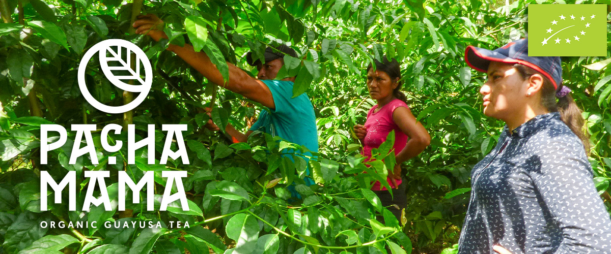 Pachamama guayusa organic certified plantation